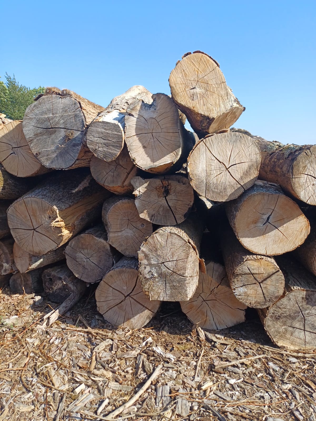 Grumes de bois empilées
