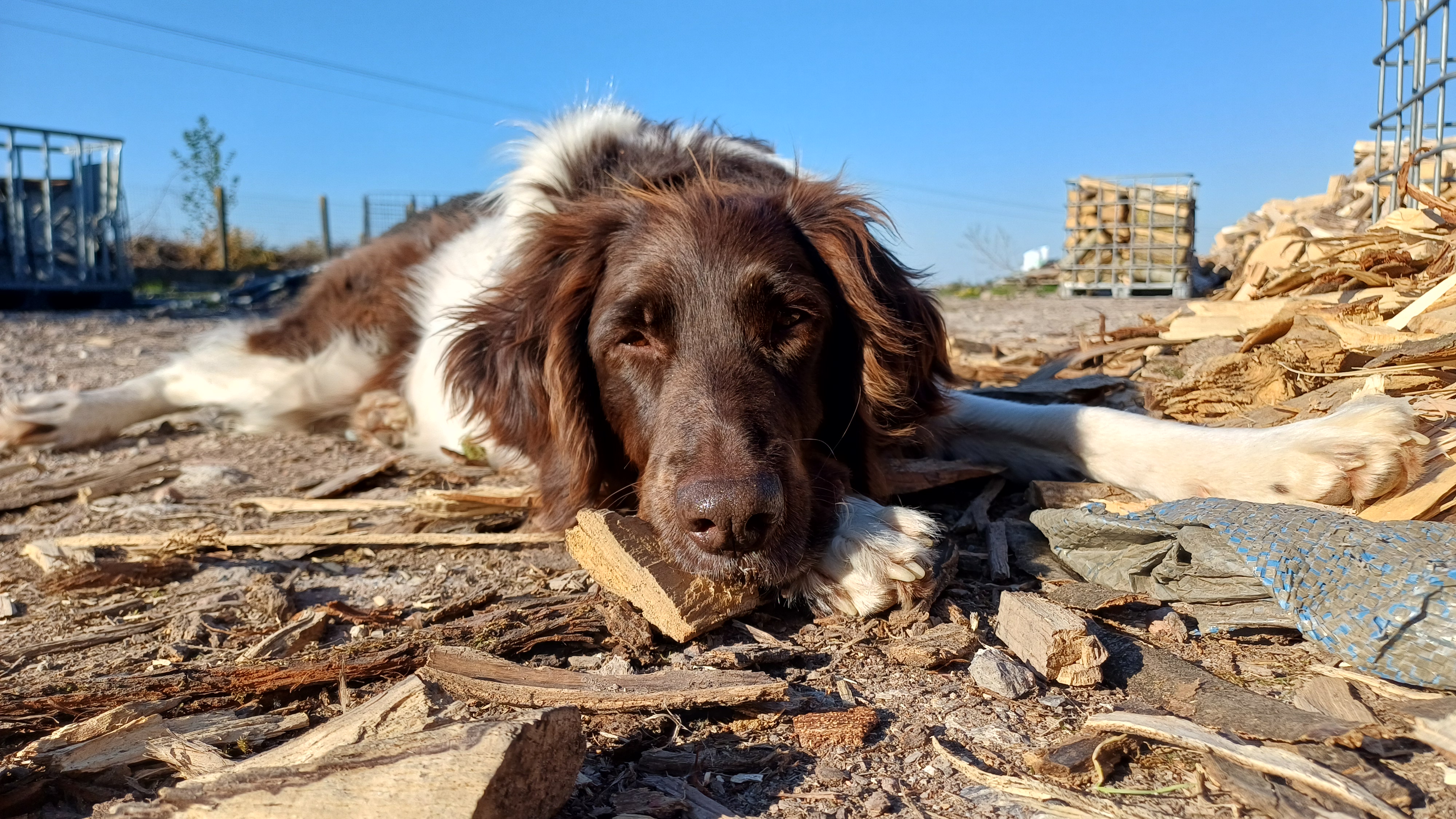 Notre chien au dépôt